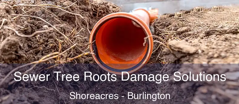  Sewer Tree Roots Damage Solutions Shoreacres - Burlington